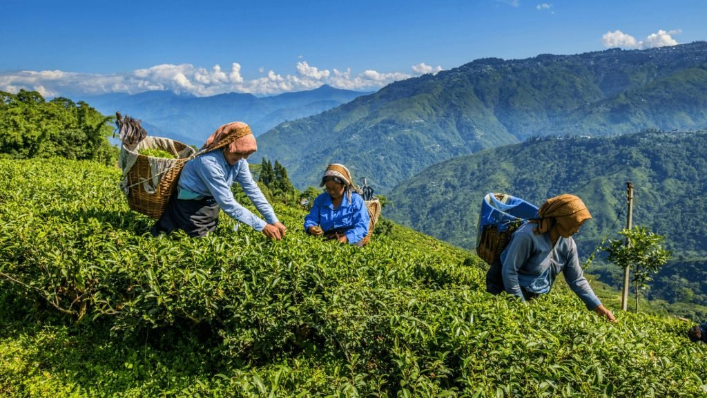 Tea gardens