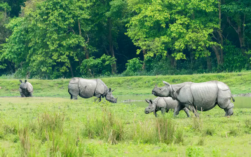 Kaziranga Rhino Safari